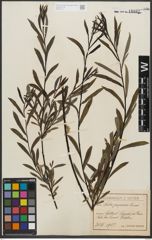 Foto von Salix purpurea L.